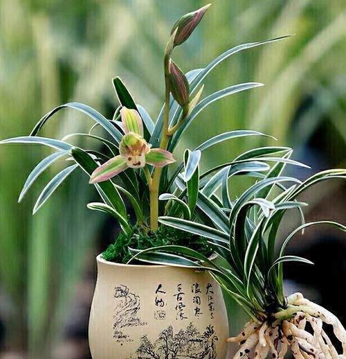 十足|一苗难求的“帝王妃”,花开双色,仙气十足,是兰花之上上品