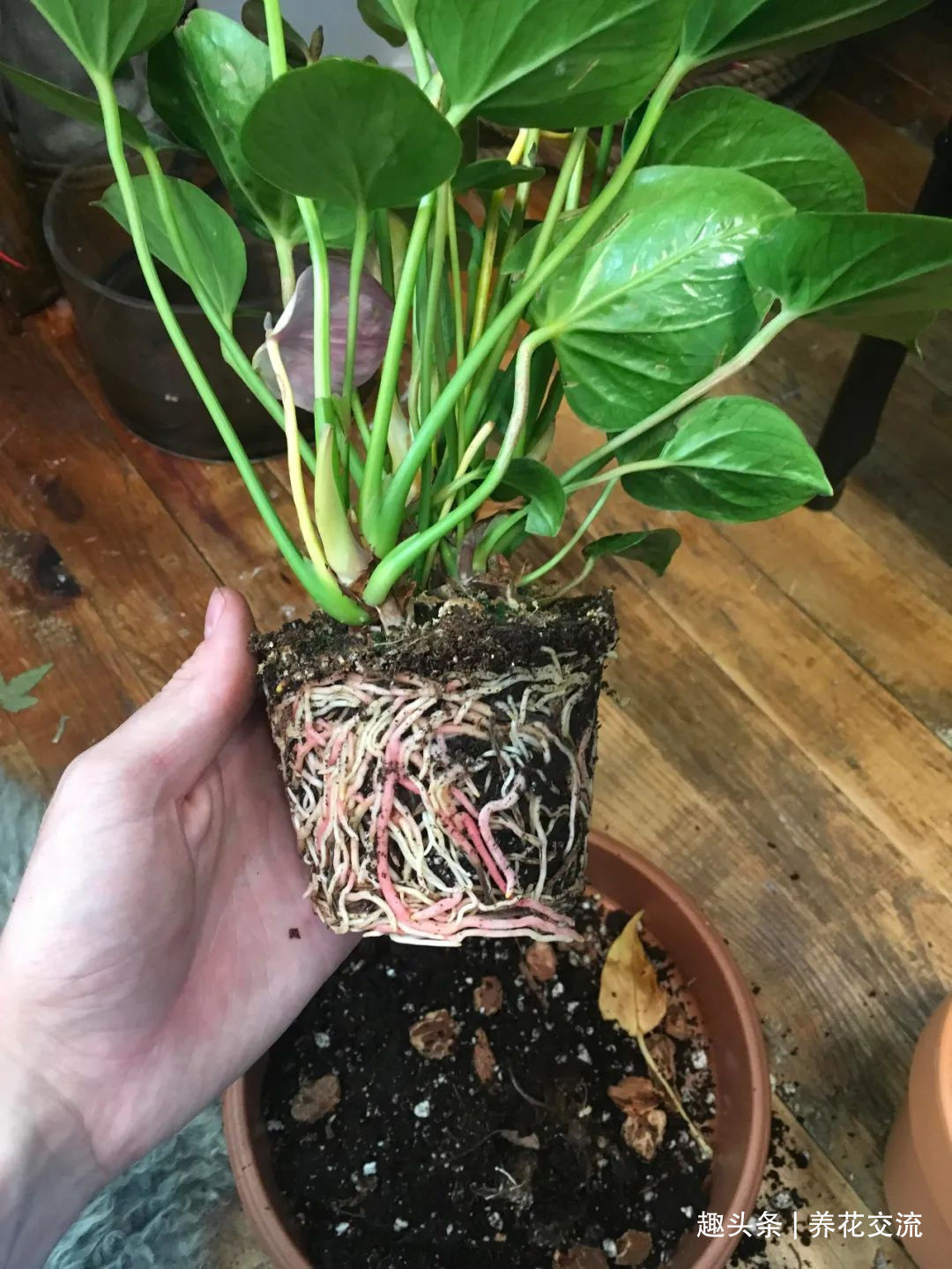 红掌和火鹤花是同一种植物花朵为啥会变绿，如何让它复花