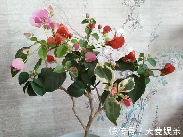 三角梅徒长不开花,也许是浇水的原因吧,新手学会变成开花机器