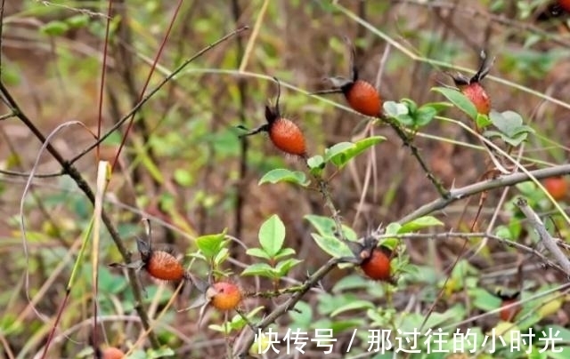 花瓣|农村这种长满刺的植物，果实可以酿酒，男人喝了有好处