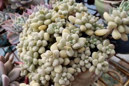 给大盆的丸叶姬秋丽多肉换盆是个技术活，弄不好它的叶片就会掉光