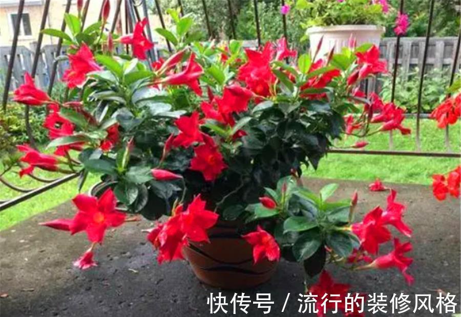 光照|8月专属开花机器飘香藤，学会5个小技巧，开花数百朵，香气迷人