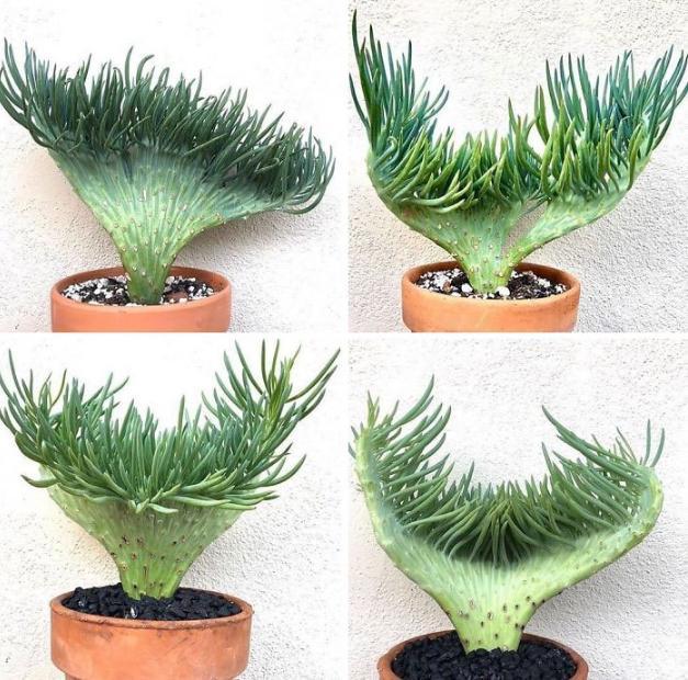 太空|来自“外太空”的多肉植物,估计你一个都不认识