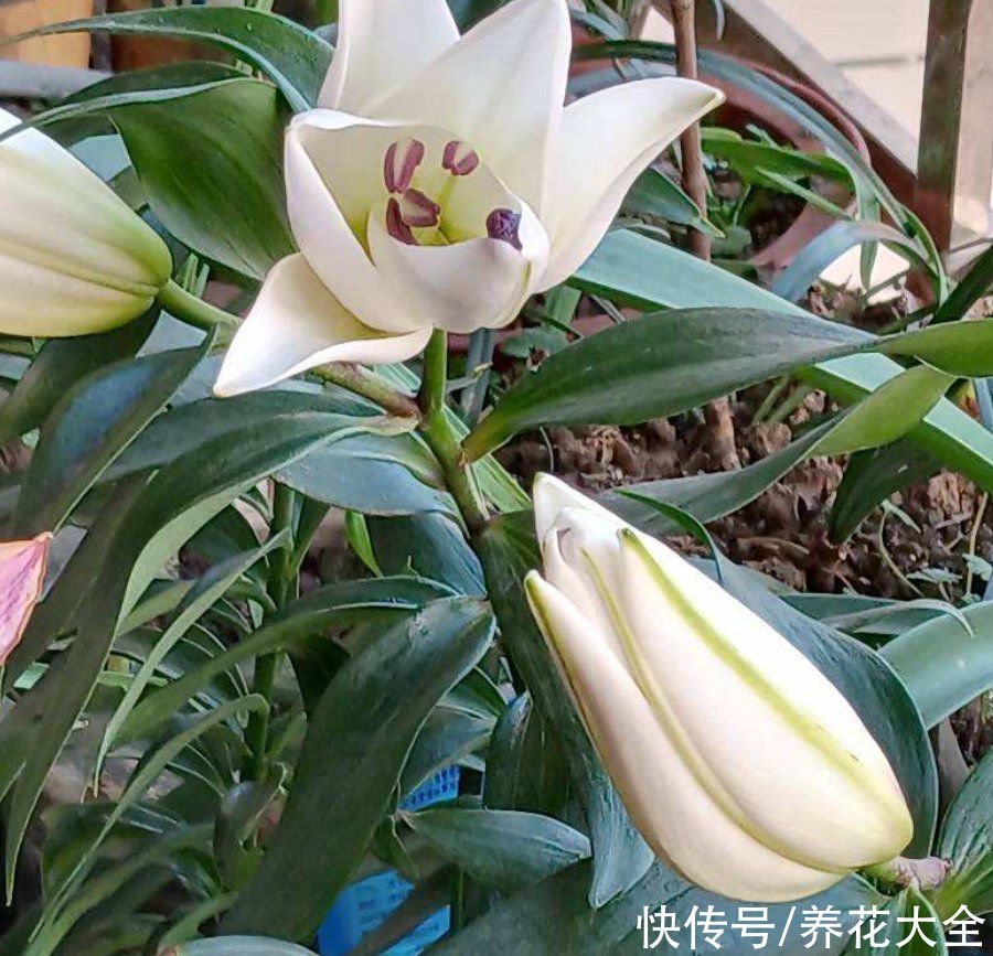  浇水|养花全凭第六感？厉害了，“花卉终结者”就是这么炼成的