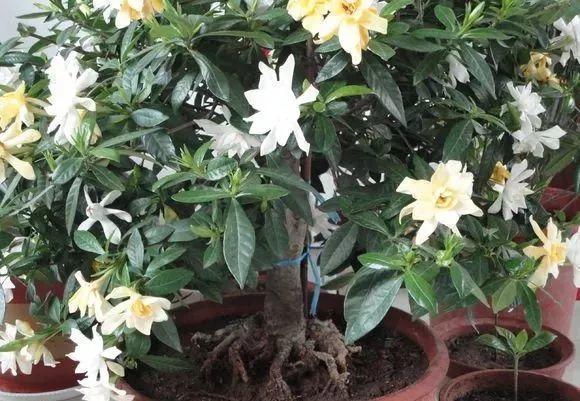 长寿月季花后赶紧剪一刀,剪完就开花,一直剪一直开!