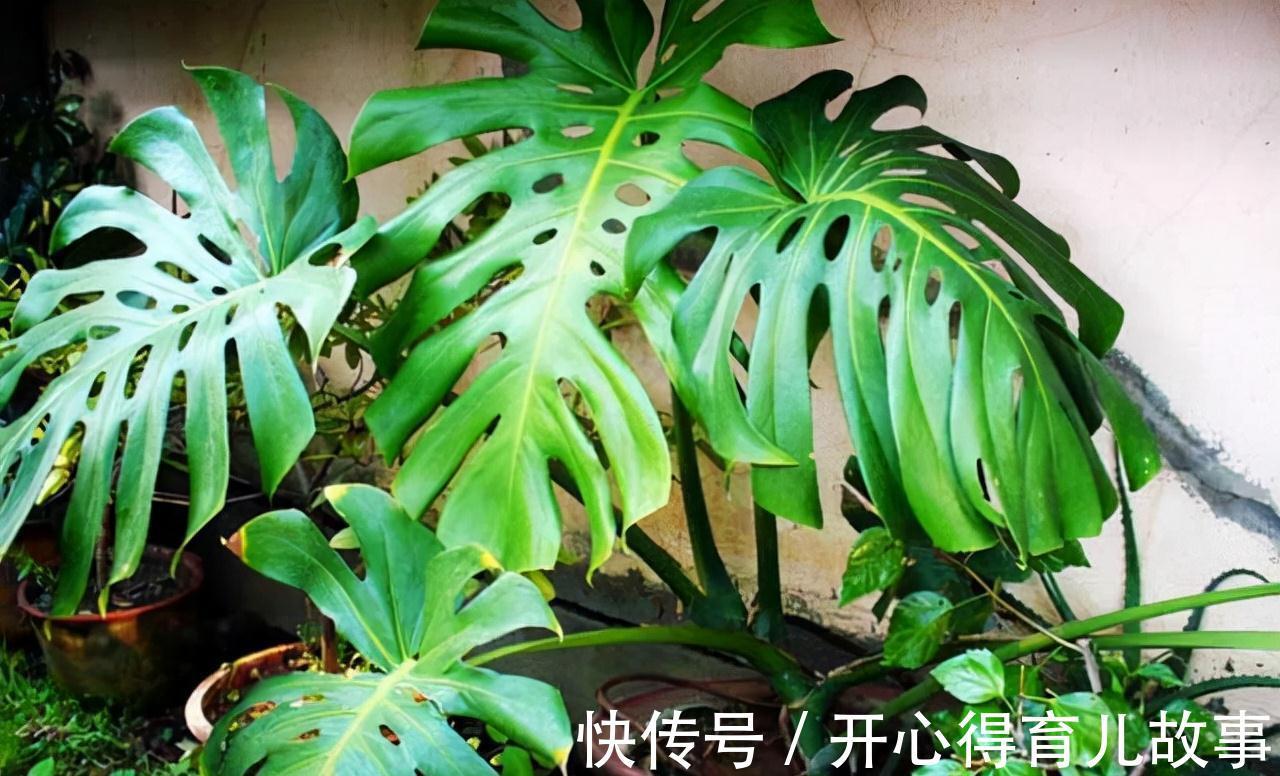 孝顺就看一看,3种长寿盆栽,对老人精神,身体有好处