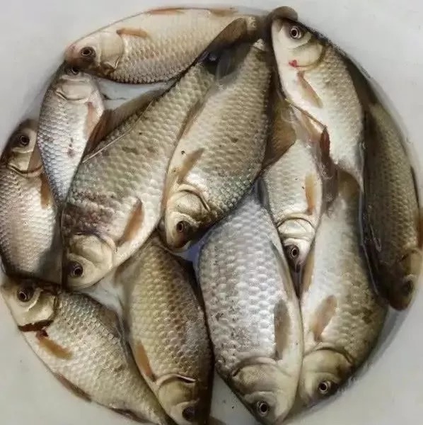 打窝时多一个步骤,大板鲫“排队”进窝,老钓友都在用!