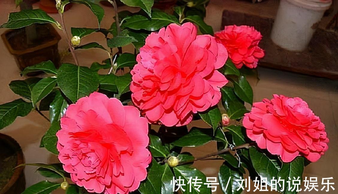 找早餐店老板要一点它,每月埋一勺,一夜之间花朵全开