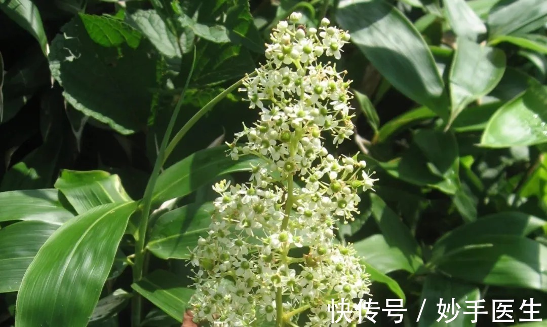 对照组|神奇的中草药|原是有毒的中草药,摇身一变竟成治疗癌症的靶向药