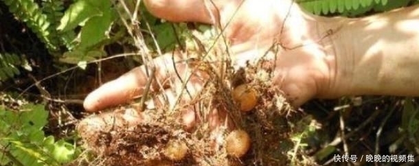 农村|农村的“地鸡蛋”,好吃又解渴,就是样子有点丑,你吃过吗