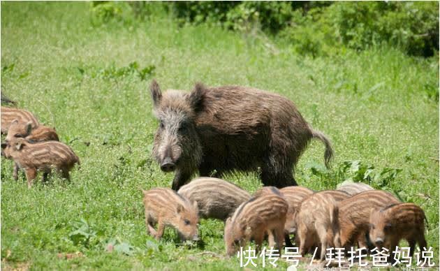 生肖|十猪九劳苦：揭秘71年生肖猪的毕生寿命，过了50岁后什么命？