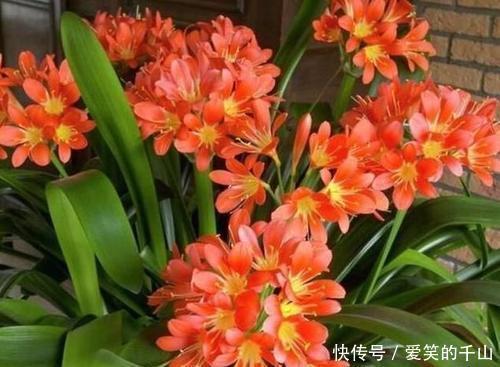 蟹爪兰|家里养这3种花,立夏后一定要少浇水,一浇多就黑腐烂根