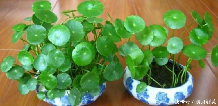 卫生间有异味,就养4种花,耐阴吸异味,养在卫生间高大尚