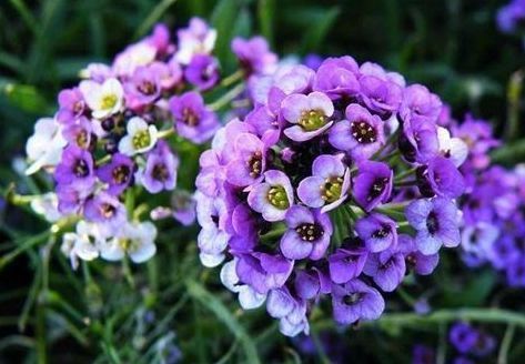 一年四季|6月11日起,养花试试这几款,花美似牡丹,花型奇特,香气飘满堂