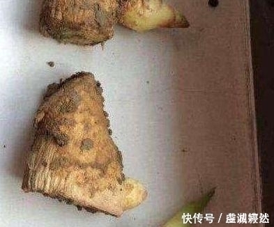 花苞|“姜”丢进盆里就能活，开出漂亮“大花苞”，不仅好看、更好养
