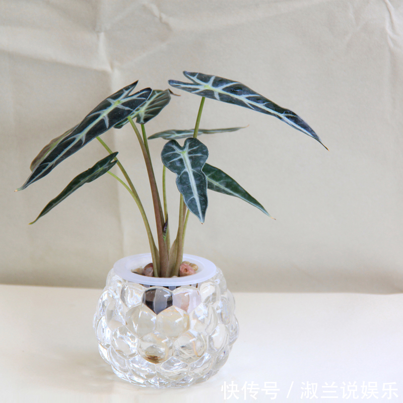 天热了,1壶水2片药,制成“药水”浇花,盆栽叶子绿、开花多