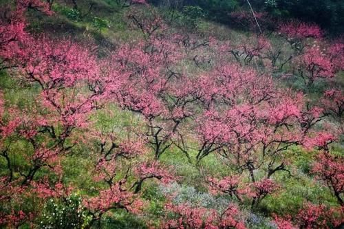 【醉美吕田】黄花风铃璀璨开满山！鹰嘴桃花粉嫩涨满屏！油菜花灿烂铺满地！