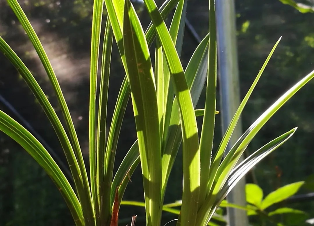 黑点|夏天如何养好兰花？学会这几个技巧，兰花叶片不再有黑斑