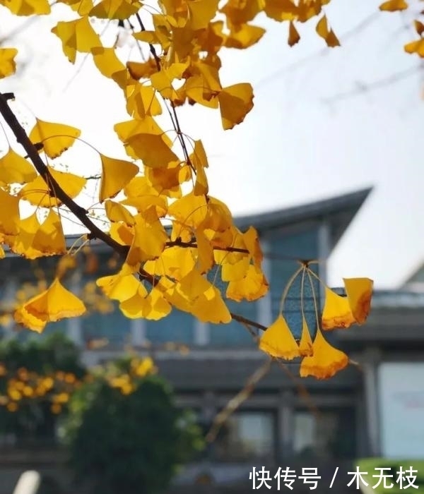 喜讯!百变落叶大赏,小川川又获奖啦!!