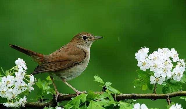 提到|《应物兄》中提到的《苏丽珂》竟是斯大林最喜欢的歌,有何深意