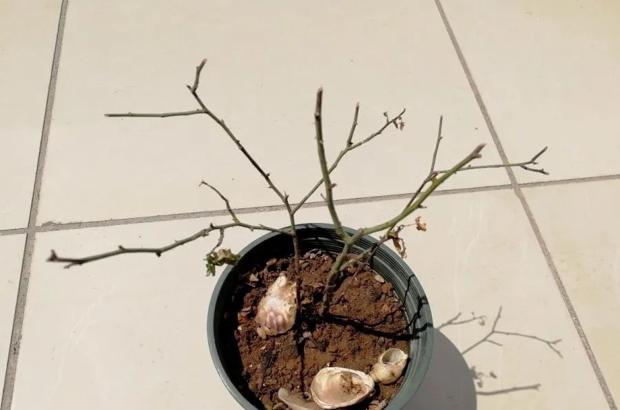 花养成光杆司令,别扔了、还有救,3天起死回生!