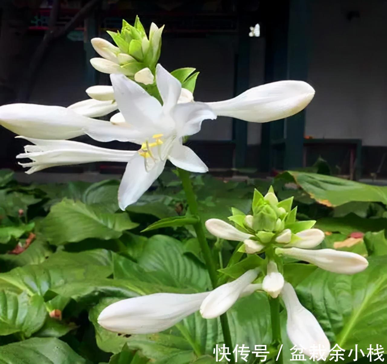 旧土|养花常见问题汇总,这5种植物,你要注意这几点