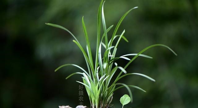 怎么判断兰花缺少氮磷钾?学会这三招,养不好兰花都难