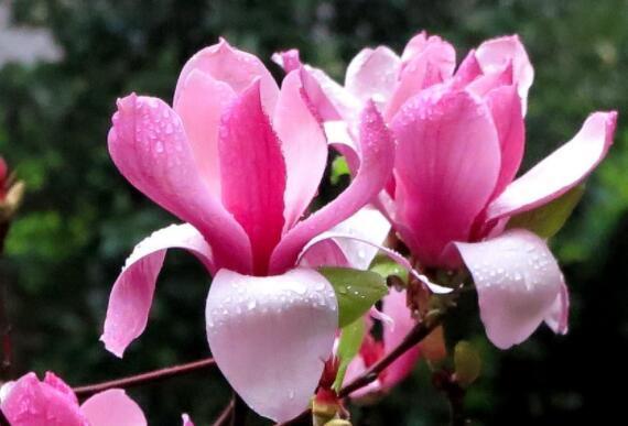 养盆波斯菊吧!花语高洁自由,开花小巧可爱,适合盆栽