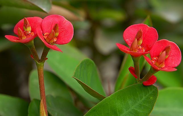 栀子花|秋冬养花选此4款,埋土里就能活,开花早花香浓