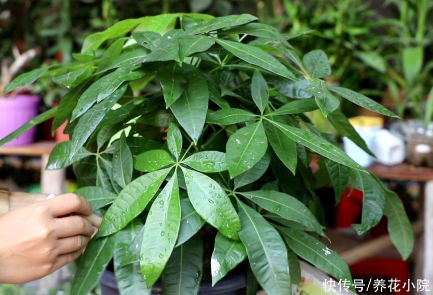 发财树|5月养发财树，别只靠浇水，用上“2种肥”，枝叶长得更繁茂