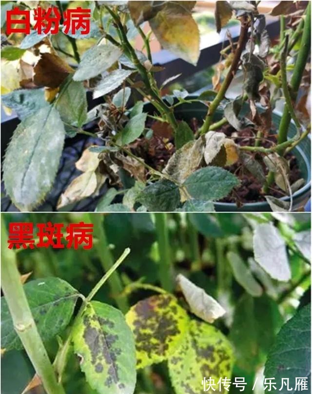 养花技巧快死的花,剪一刀立马活,还能再开花!