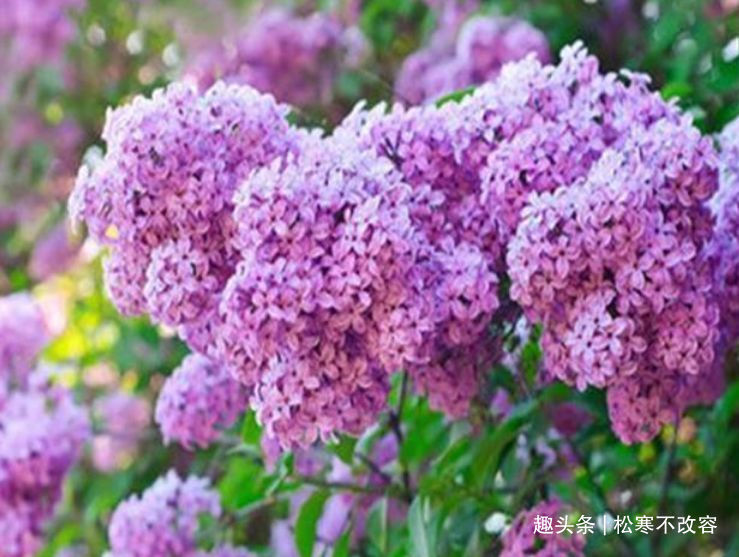 这款花，好养易爆盆，花开娇丽轻盈，绚丽多姿，养在客厅美极了