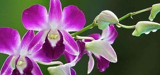 家养兰花要注意这“3大”关键点，才能香气清洌，花开爆盆