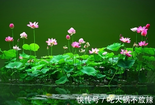 大林木|11月上旬，4属相贵人相助，桃花如虹，爱情甜蜜，生活顺心