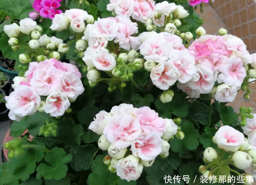 谁见了都喜欢的4种花，好养又漂亮，阳台变成“五彩”花园！