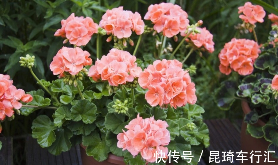 阳台养天竺葵有技巧,掌握住3点,盆栽事半功倍