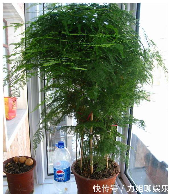 7种“富贵花”,容易被浇死,别太狠,一杯水就够养一冬天