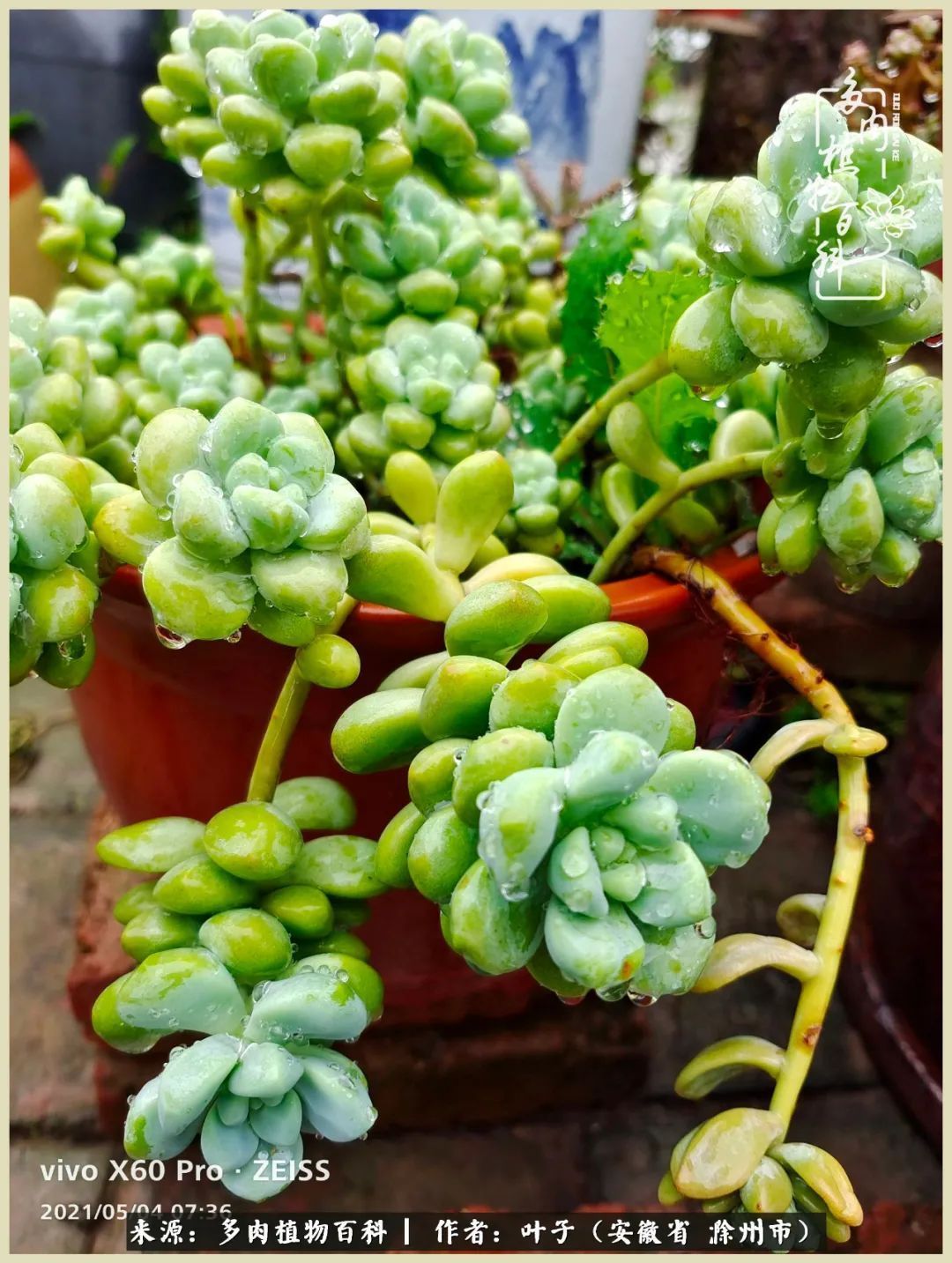 多肉相伴的美好时光,对多肉已是痴迷入骨!