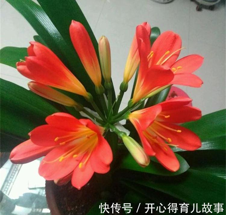 养花干货第七期，让君子兰长得旺的三种好货，你用过吗