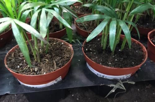 3种土，不要钱也别用来养花，养啥都长不好，白费力！