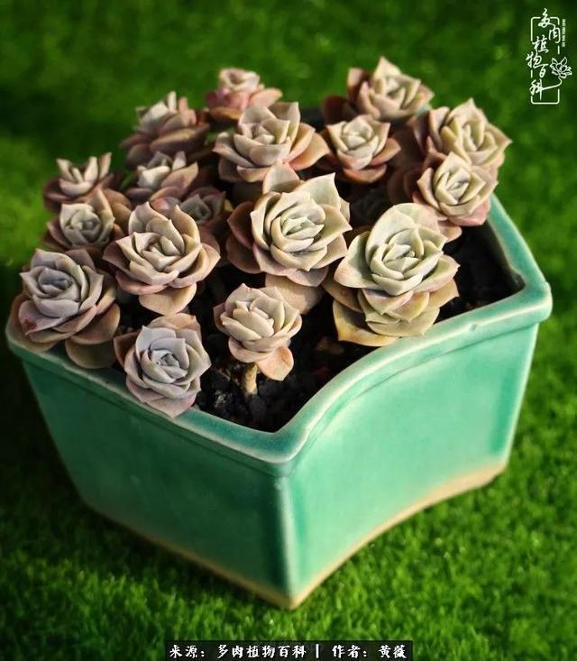 养了三年多肉，终于明白佛系养肉才是王道！