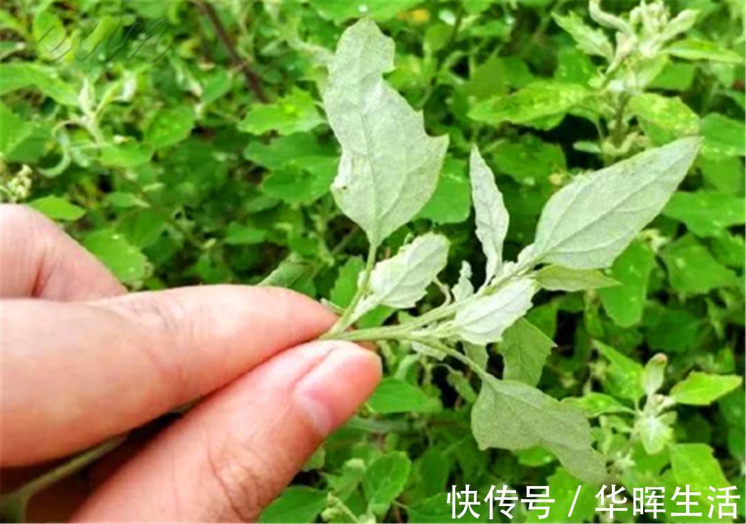 营养|误以为有毒不敢吃，农民见到就铲除，其实营养丰富，一斤高达15元