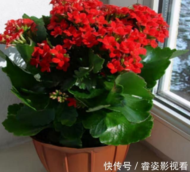 叶壮|给长寿花“吃点肥料”，春节花苞特别多，大苗小苗肥肥壮壮