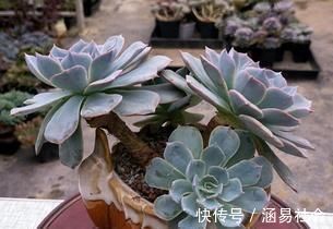 黑法师|3种多肉,天热少浇水,养护成“老桩”,欣赏价值高