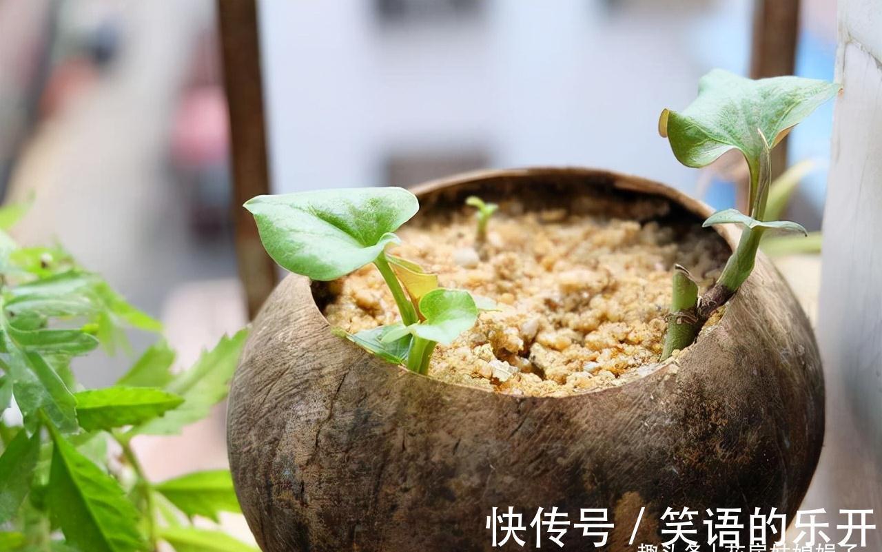 5个养花的基础技能，只有熟练的掌握和灵活的运用，才能养出好花