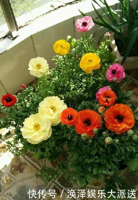 种花|3种花人称“夏必死”,买一盆死一盆,新手小白别忽视