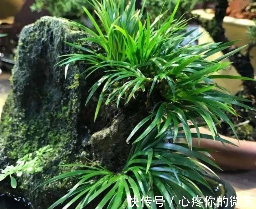 植物|山上3种“植物”，做成小盆景，趣味盎然，观赏性强