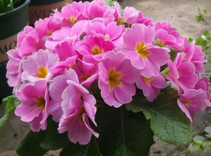 适合冬天入手的花卉,花大服盆快,沾点水就疯长,懒人养花首选