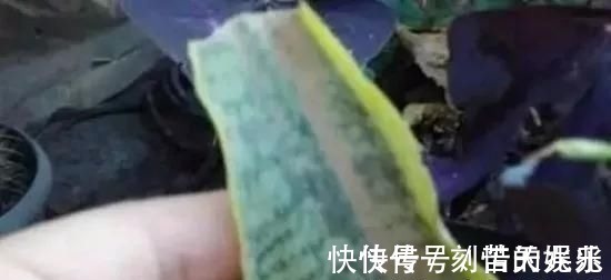 养花爱好者看过来这15种花现在“扦插”,生根快,一个周就长芽