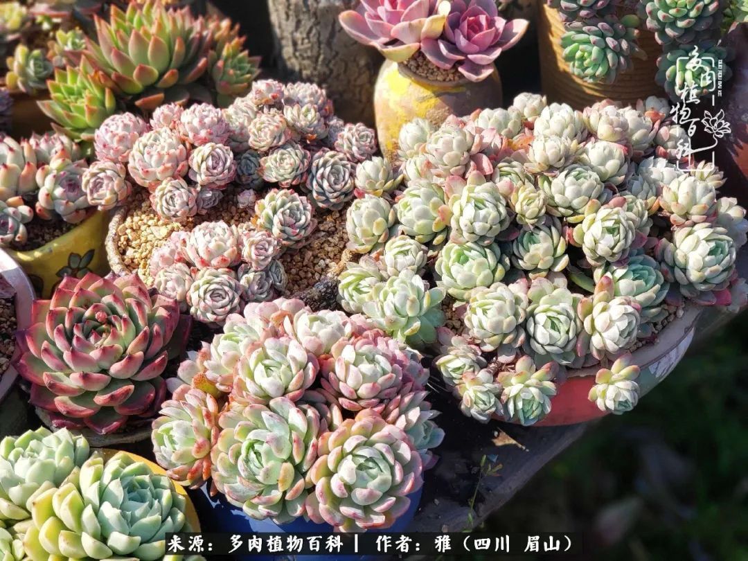 养多肉六年,从痴迷到佛系,世事漫随流水,唯有喜爱永恒!